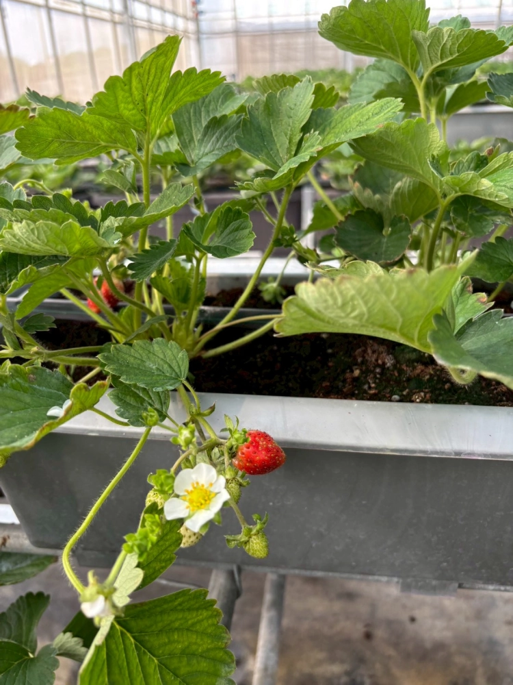 冬季草莓採果