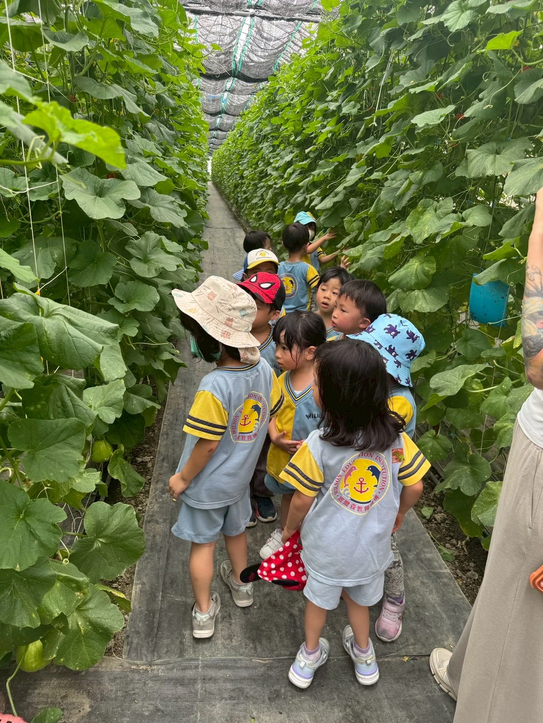 臺中市私立快樂兒童幼兒園-園大洧農園採果活動