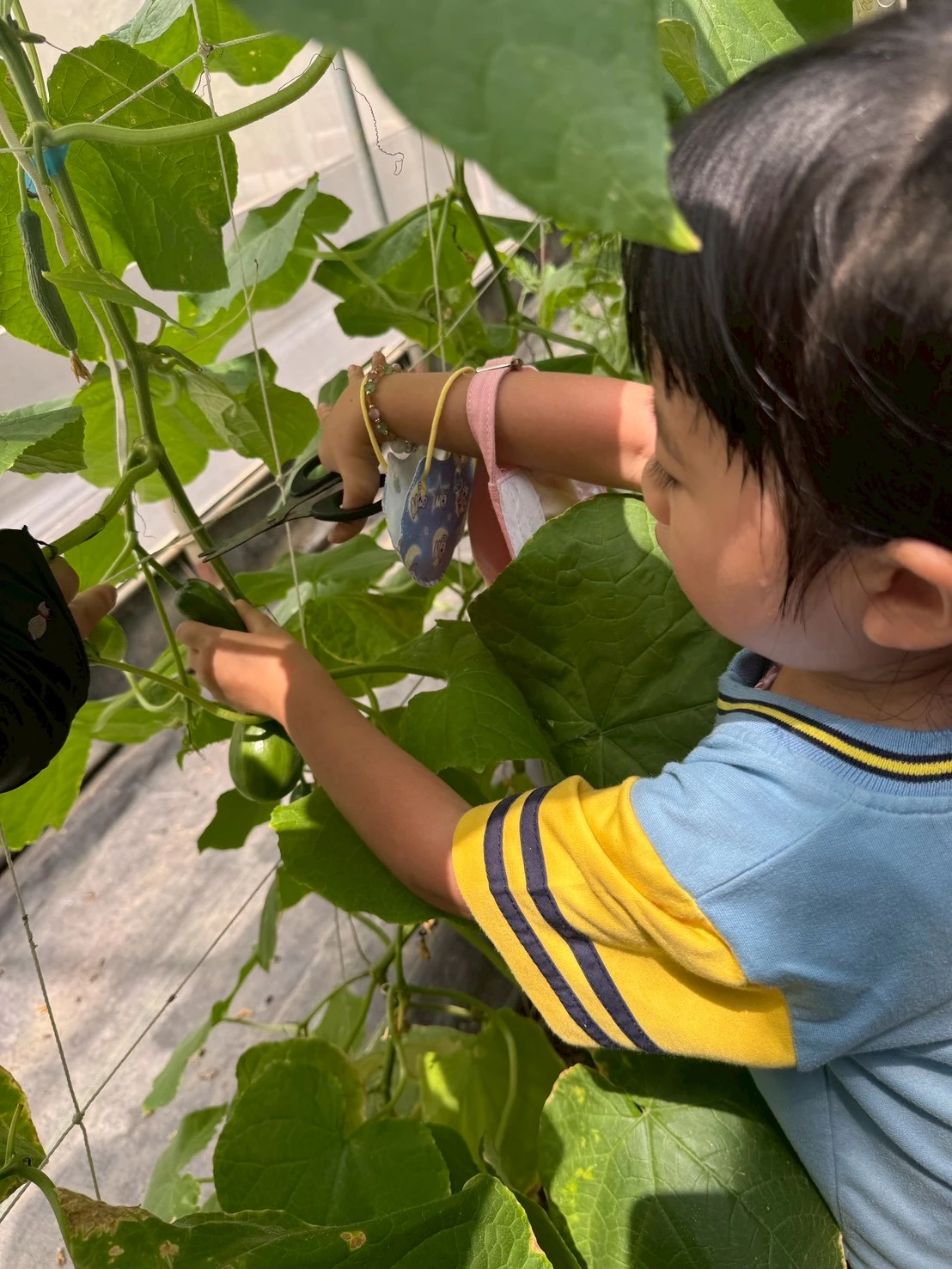 ?小朋友在園區裡體驗採摘水果小黃瓜,親手把新鮮的小黃瓜從溫室裡摘下來,覺得又新奇又好玩一邊採、一邊笑,像小小農夫一樣好有成就感。