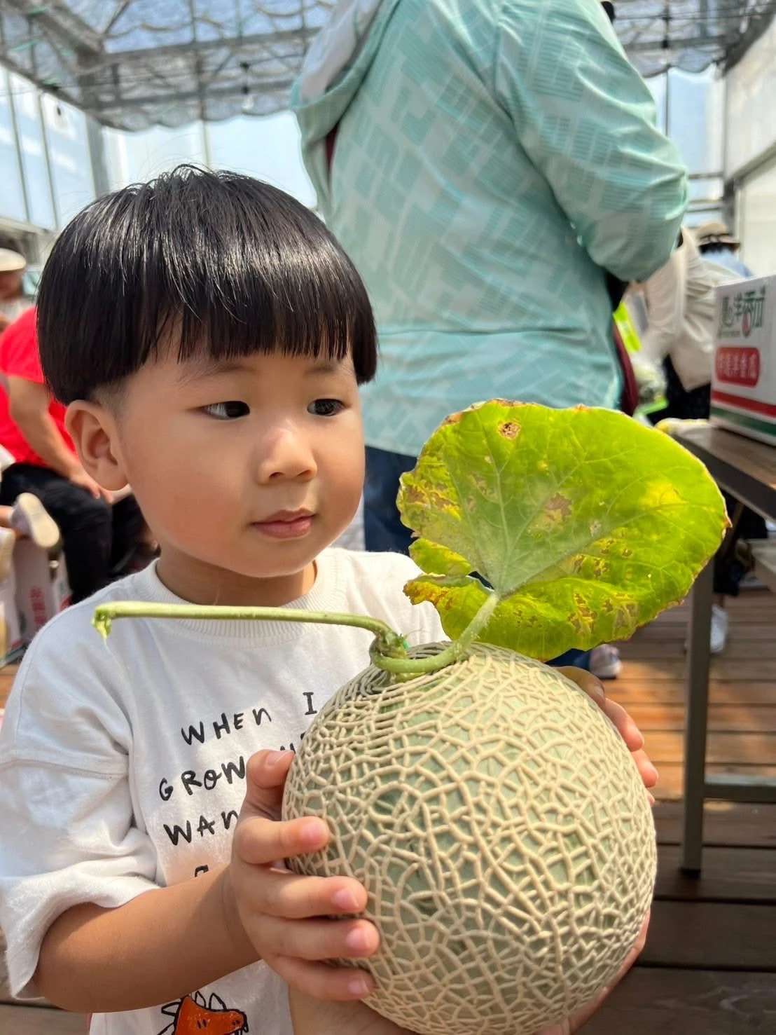阿露斯洋香瓜採果｜台中洋香瓜果園｜清水洋香瓜果園