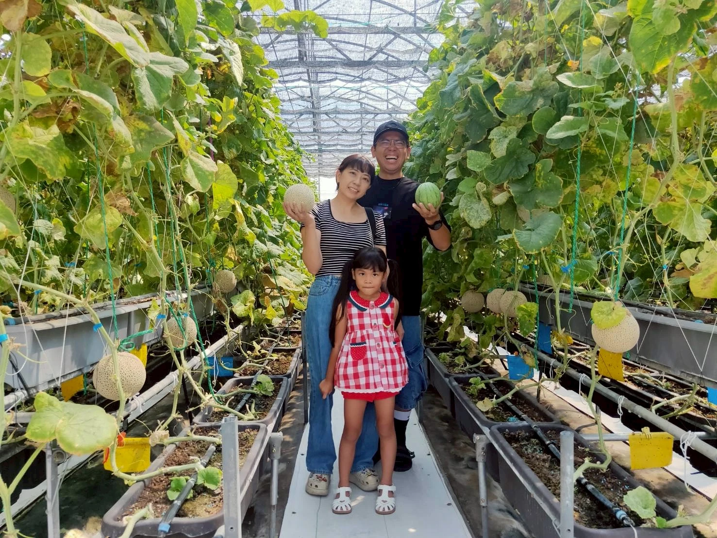 阿露斯洋香瓜採果｜台中洋香瓜果園｜清水洋香瓜果園