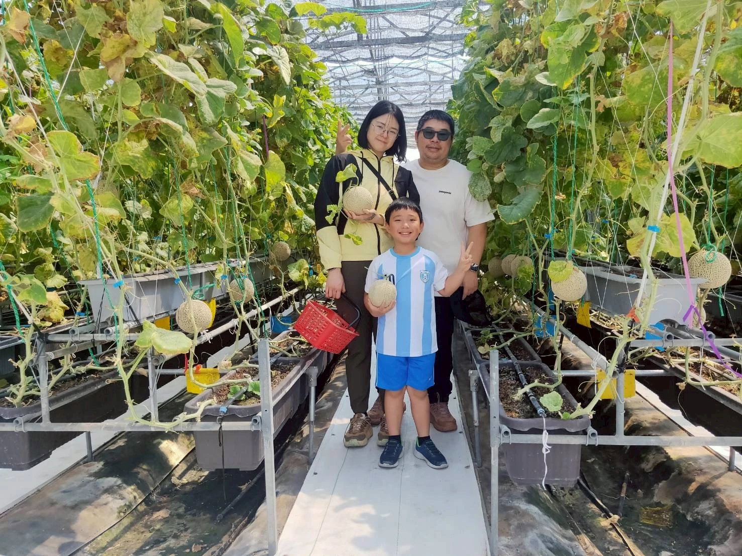 阿露斯洋香瓜採果｜台中洋香瓜果園｜清水洋香瓜果園