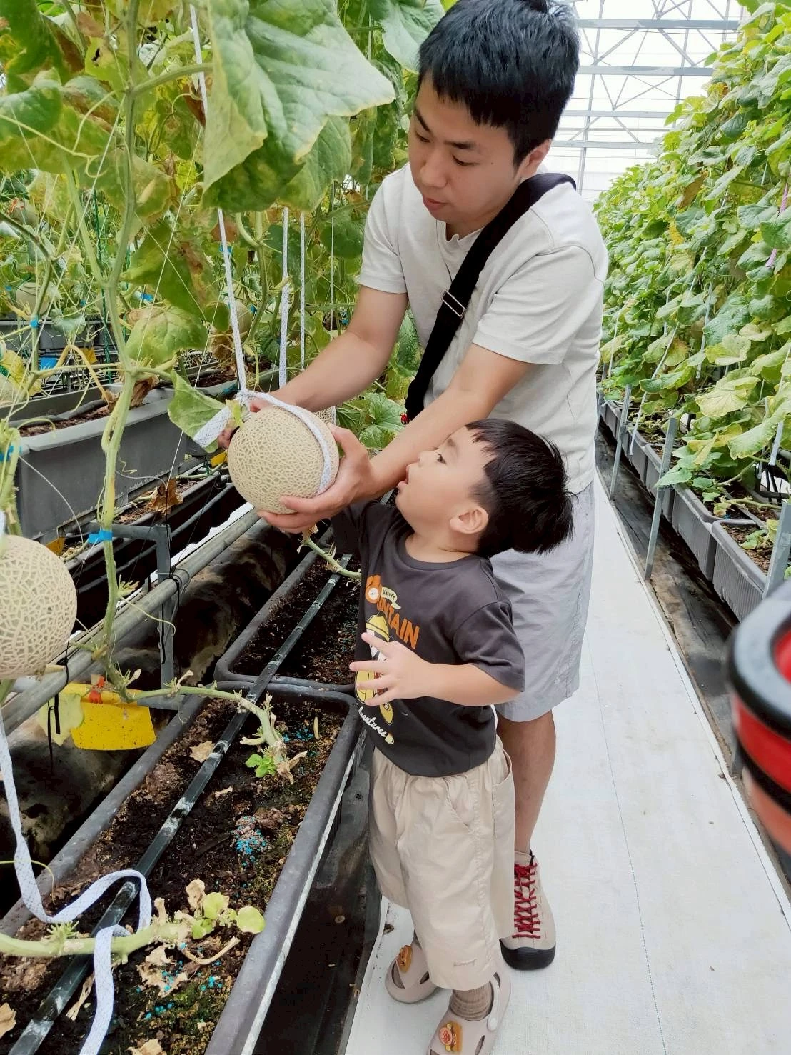 阿露斯洋香瓜採果｜台中洋香瓜果園｜清水洋香瓜果園