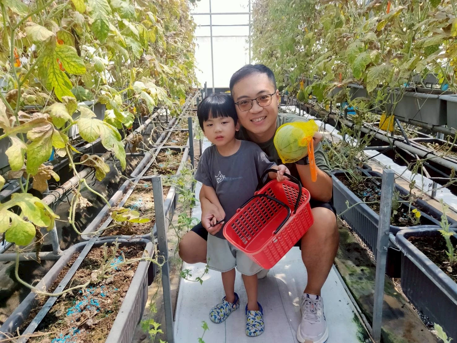 阿露斯洋香瓜採果｜台中洋香瓜果園｜清水洋香瓜果園