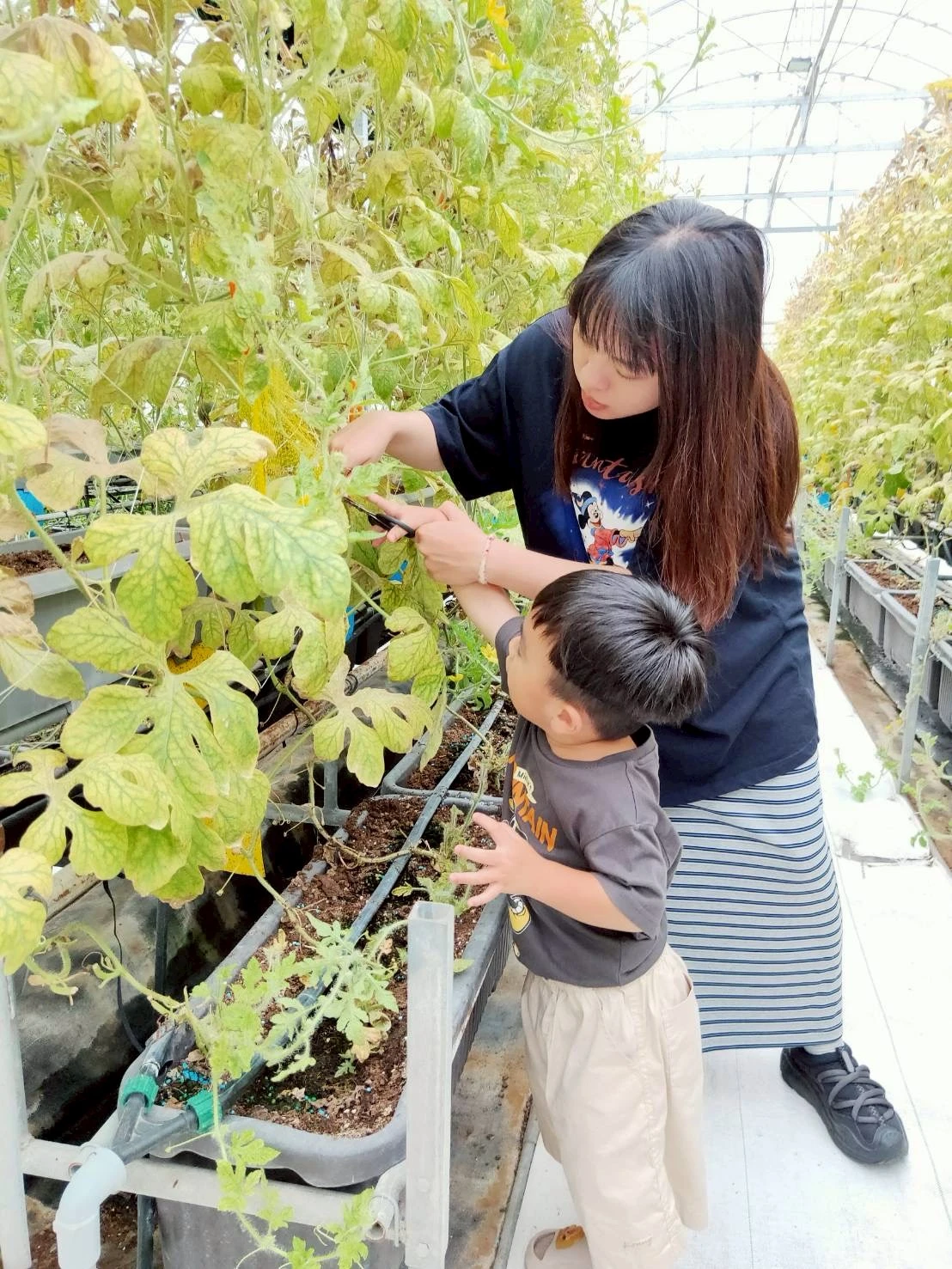阿露斯洋香瓜採果｜台中洋香瓜果園｜清水洋香瓜果園