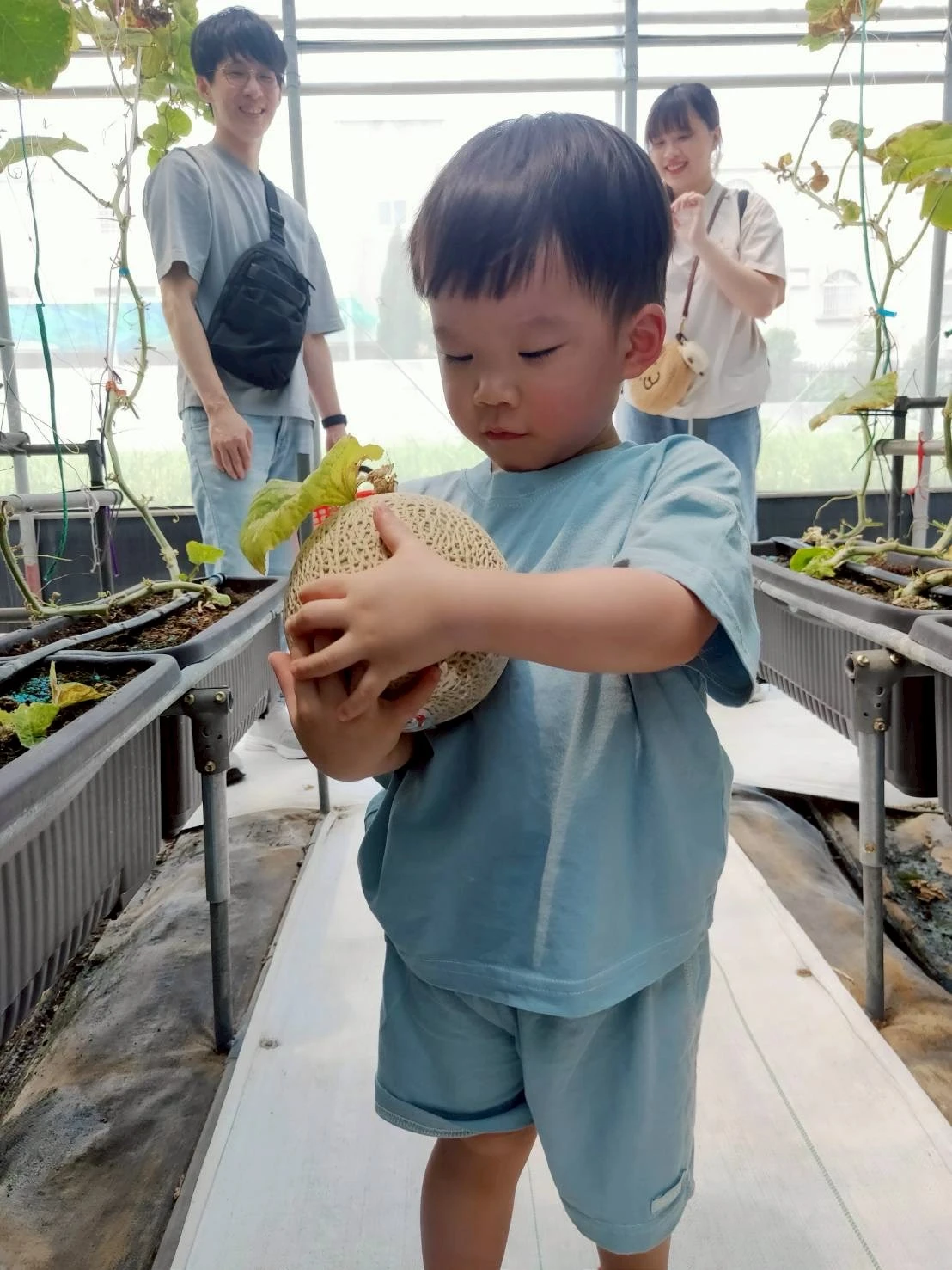 阿露斯洋香瓜採果｜台中洋香瓜果園｜清水洋香瓜果園