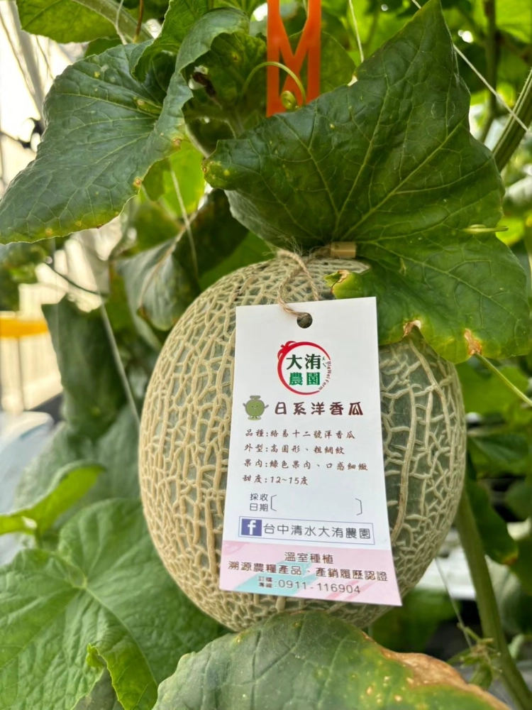 溫室離地吊網種植