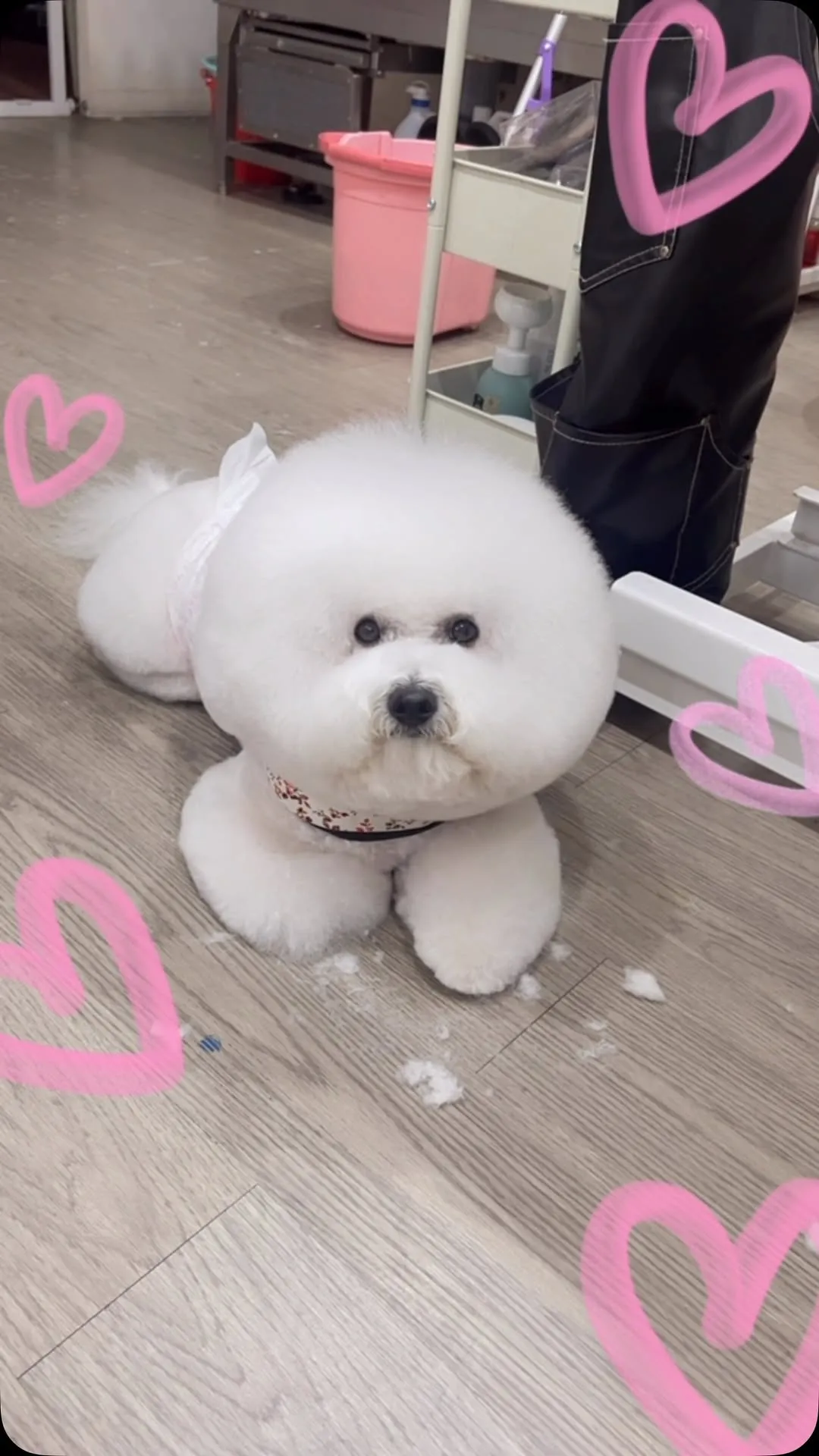 超爆可愛的大熊熊??????