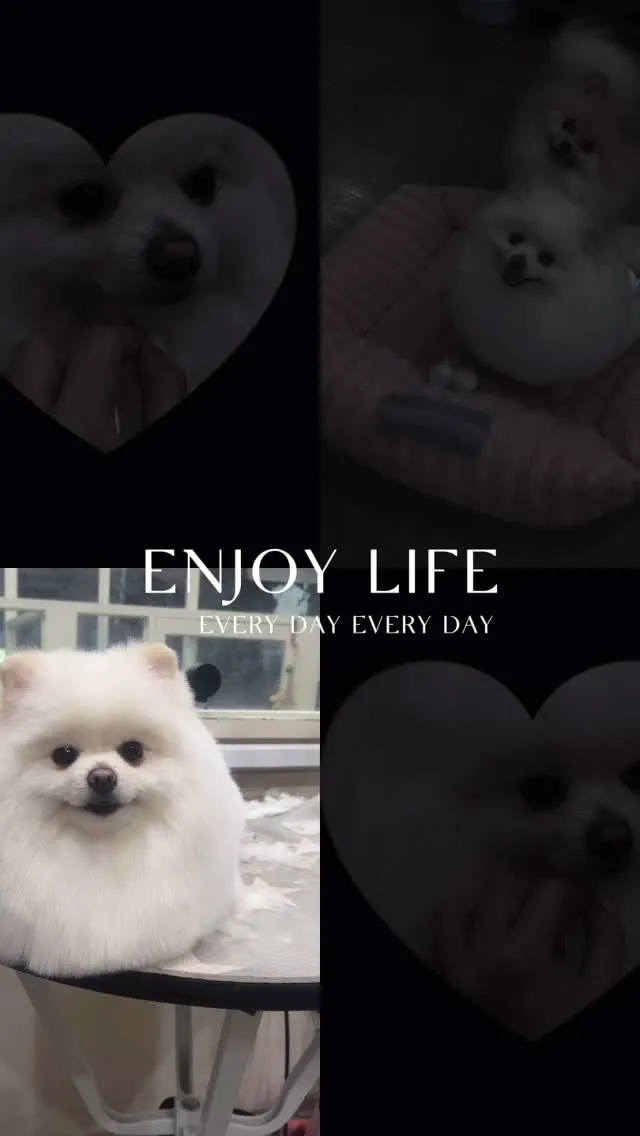 是可愛本丸丸啊
