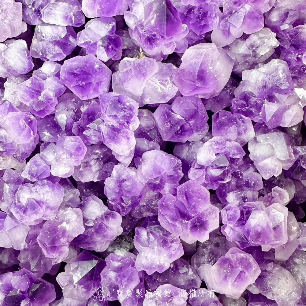 紫晶芽骨幹