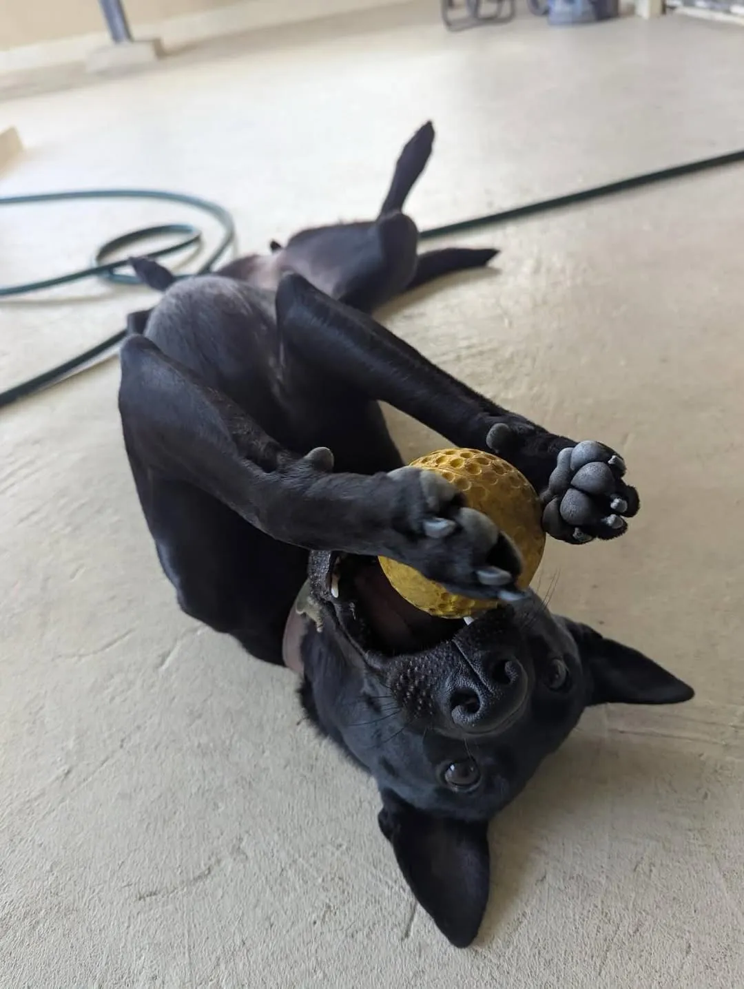 為什麼狗狗不能醒著洗牙？/狗狗牙齒清潔/台南狗狗牙齒清潔