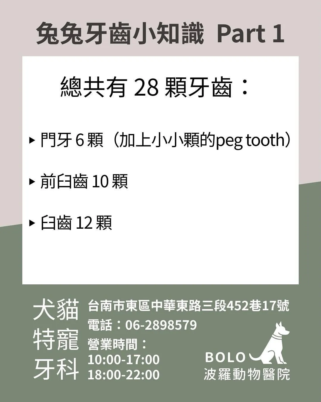 兔兔牙齒小知識 Part 1