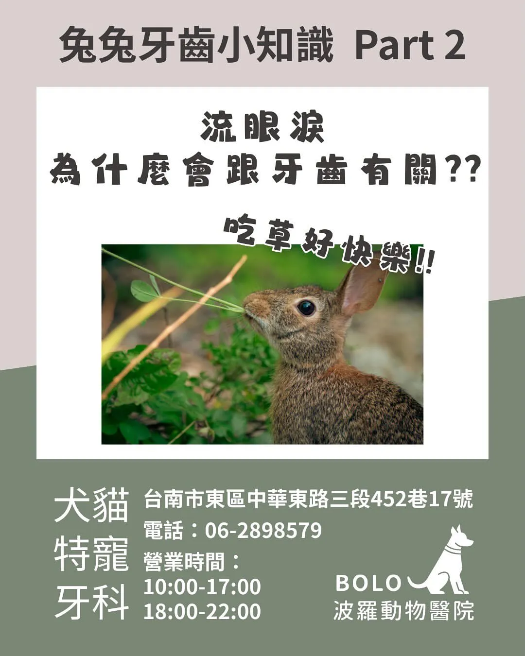 【兔兔一直流眼淚？可能是牙齒惹的禍】