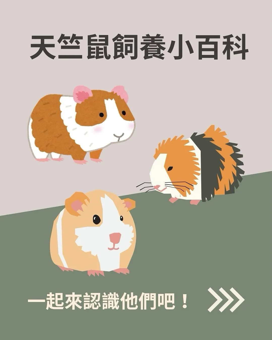 【天竺鼠飼養小百科】
