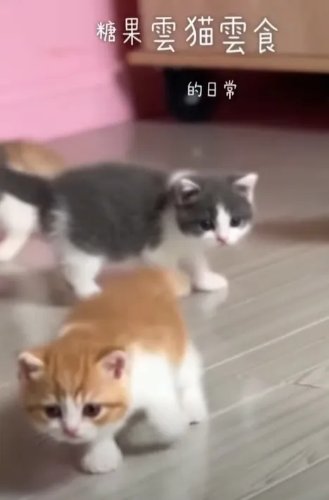 糖果雲貓雲食的日常