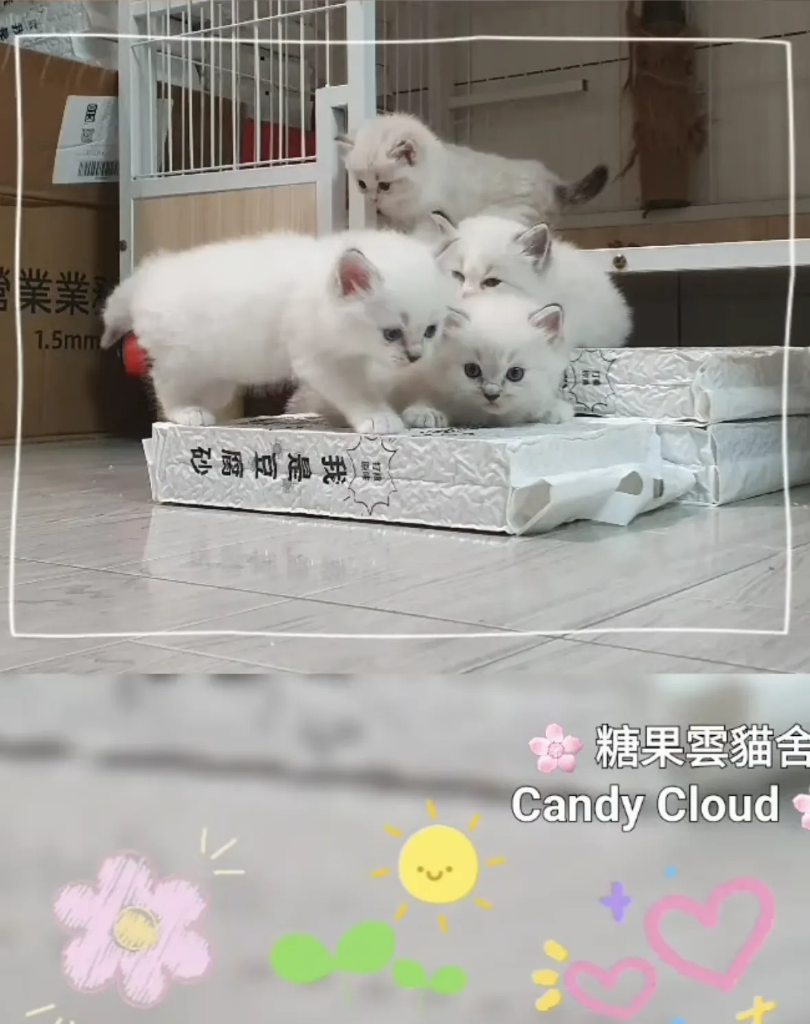 本次限定登場 4隻小棉花糖 - 雲林布偶貓舍｜古坑貓舍