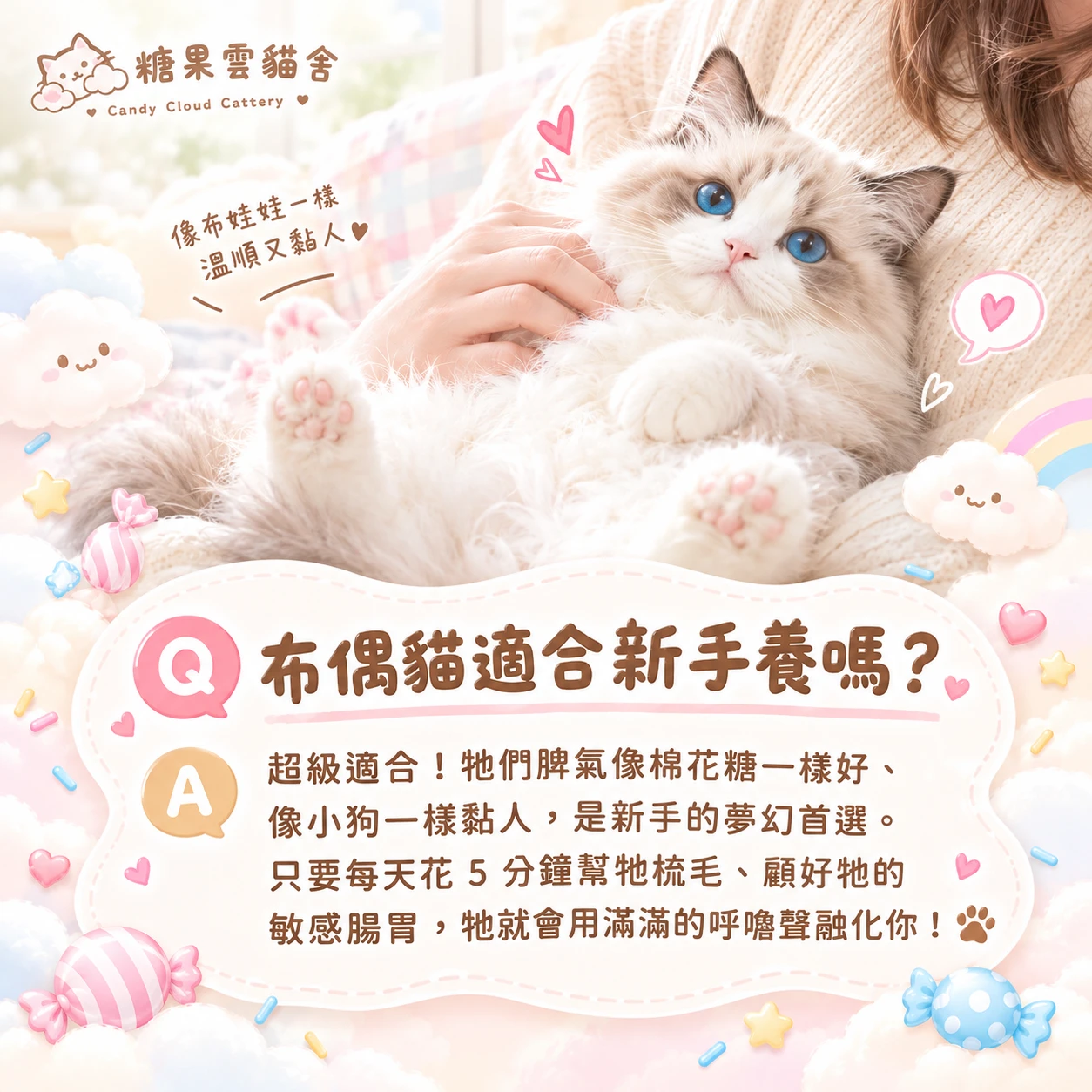 布偶貓適合新手養嗎？
