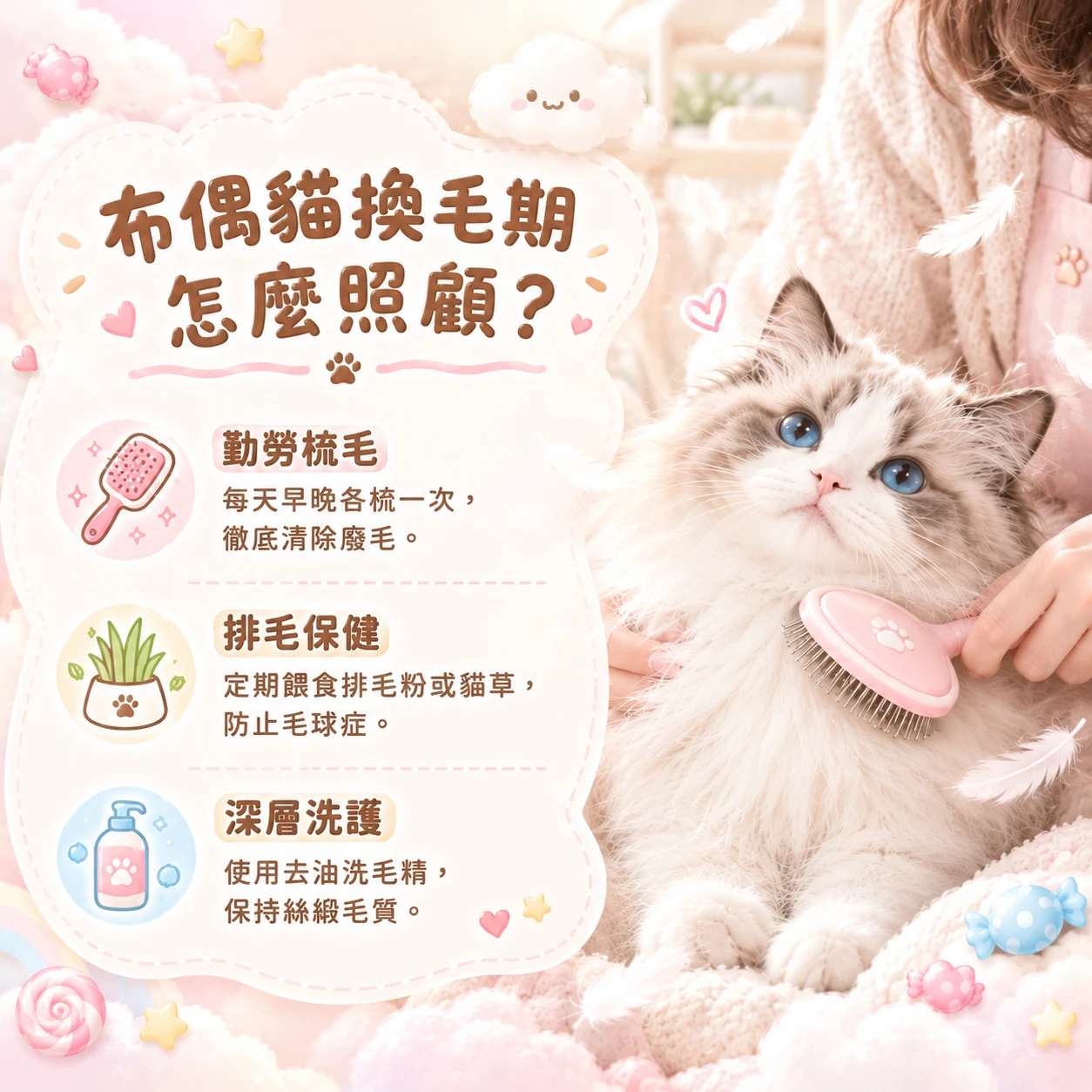 布偶貓的換毛期怎麼照顧？