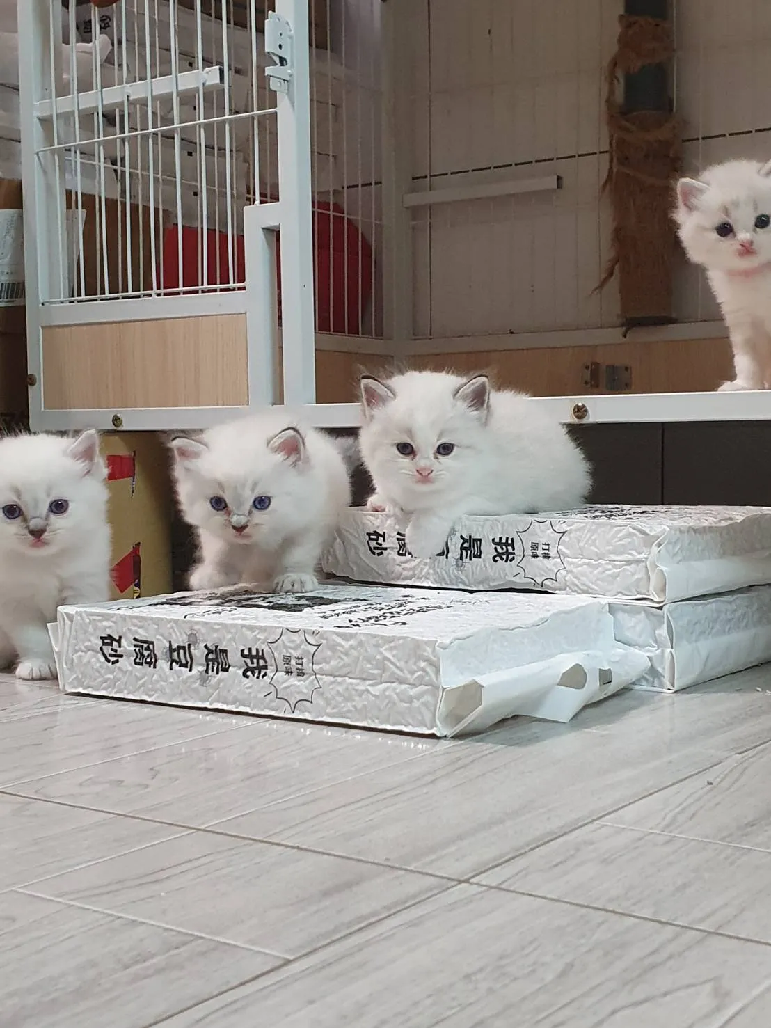 新成員-布偶貓