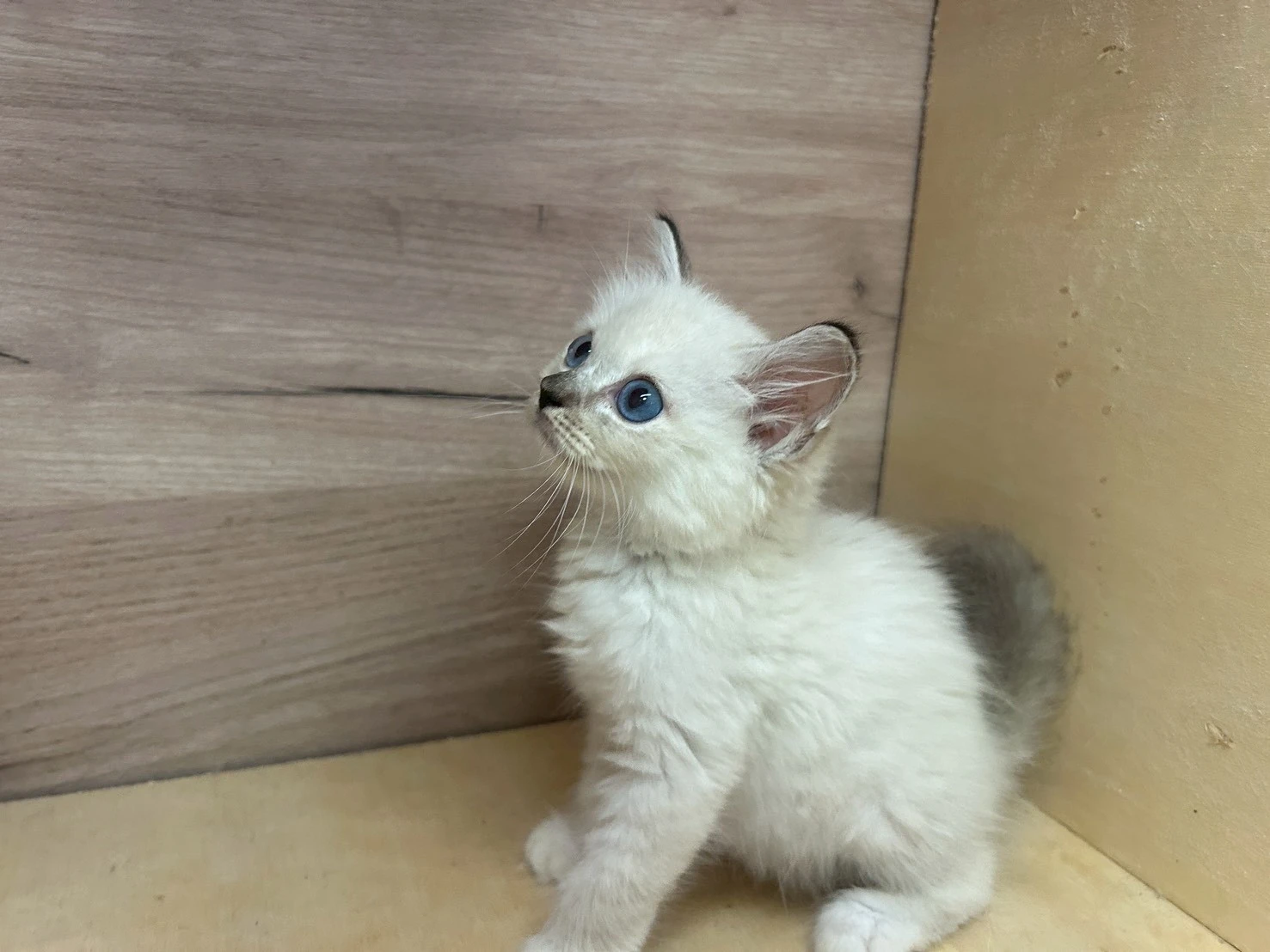 重點色布偶貓妹妹