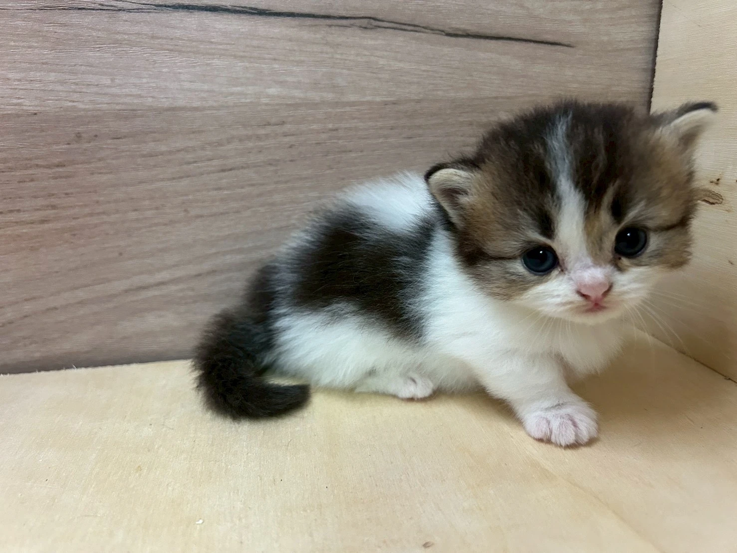 曼赤肯妹妹