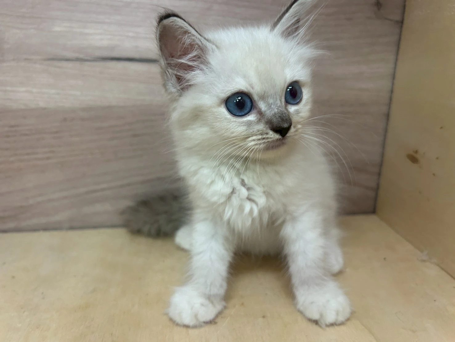 重點色布偶貓妹妹