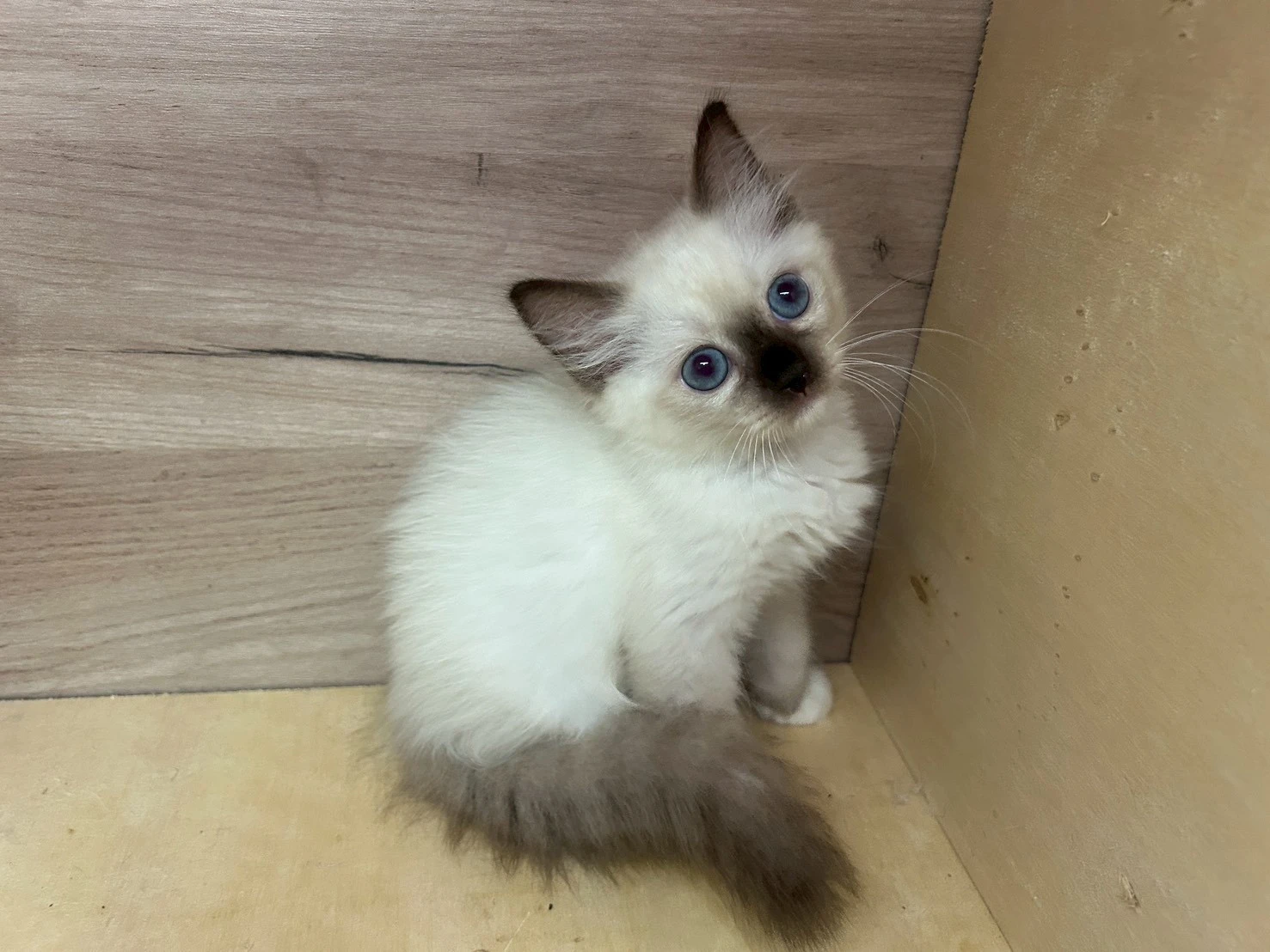 重點色布偶貓妹妹