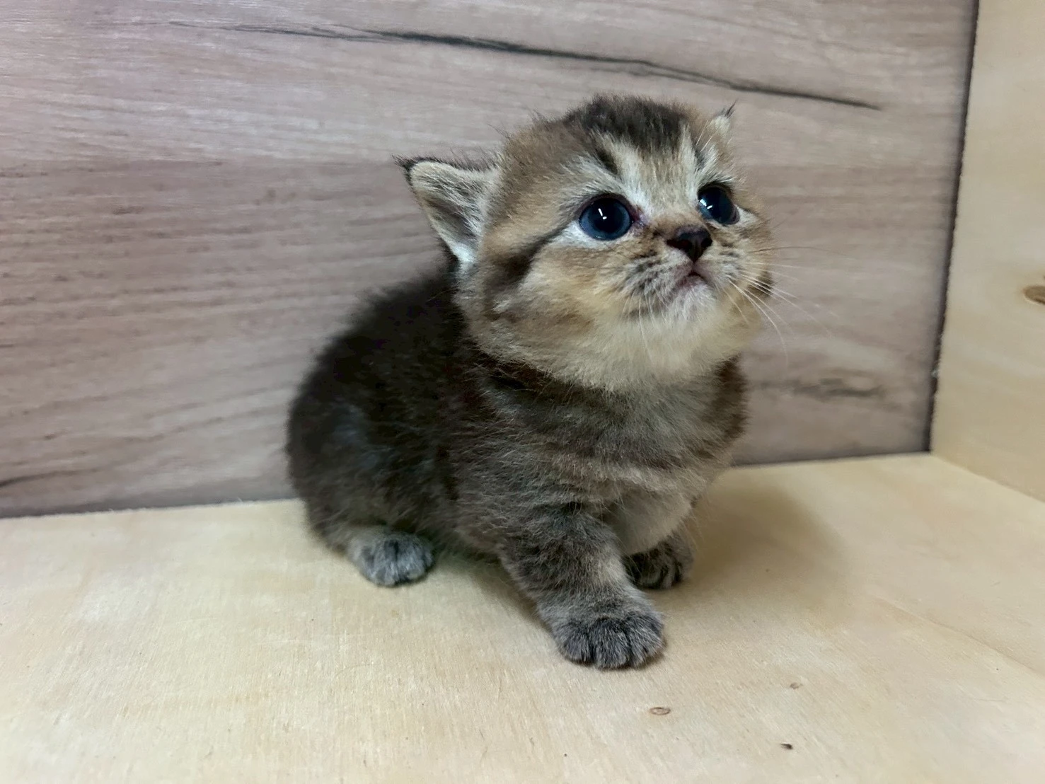 曼赤肯妹妹