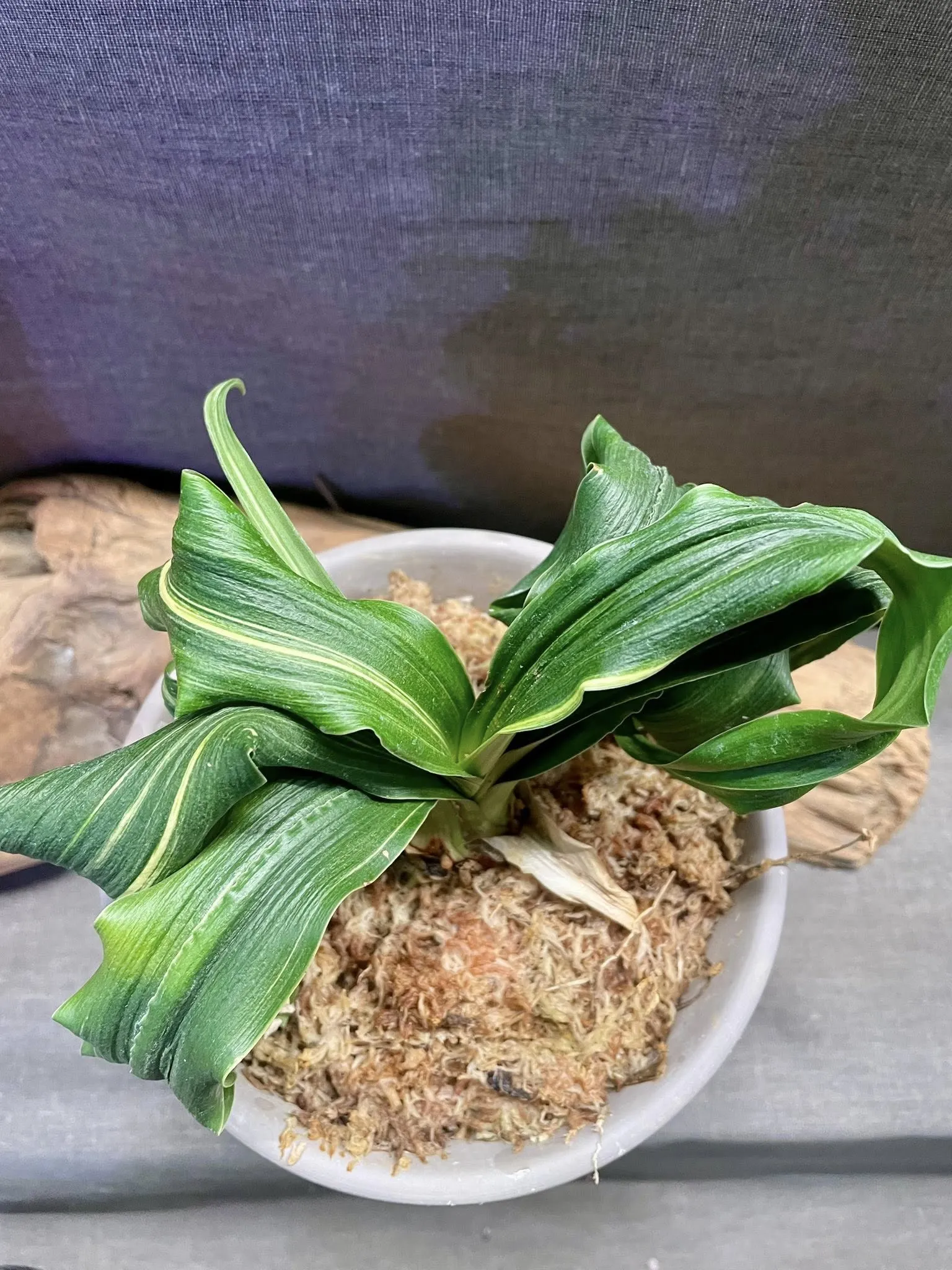 日本萬年青｜不是盆栽，是福氣與品味的象徵