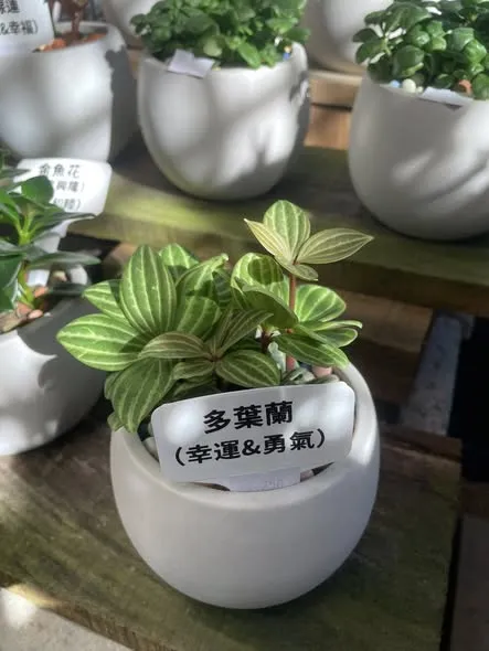 下午微微的光線，真的好漂亮