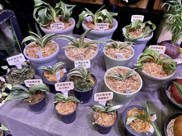 日本歷史悠久的萬年青，我們也有在販售喔～