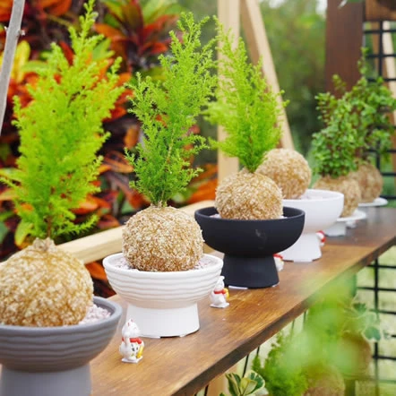 苔球多久泡水一次？掌握正確補水方式，讓苔球植物長得更健康