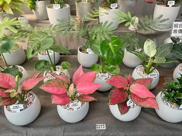圓形的水泥盆真的很讚❤️ 現場都有現貨喔～