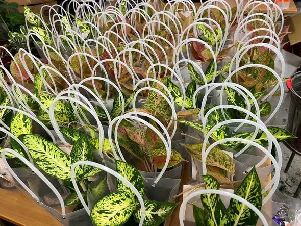 感謝田尾公路花園協會理事長訂購的苔球禮盒～