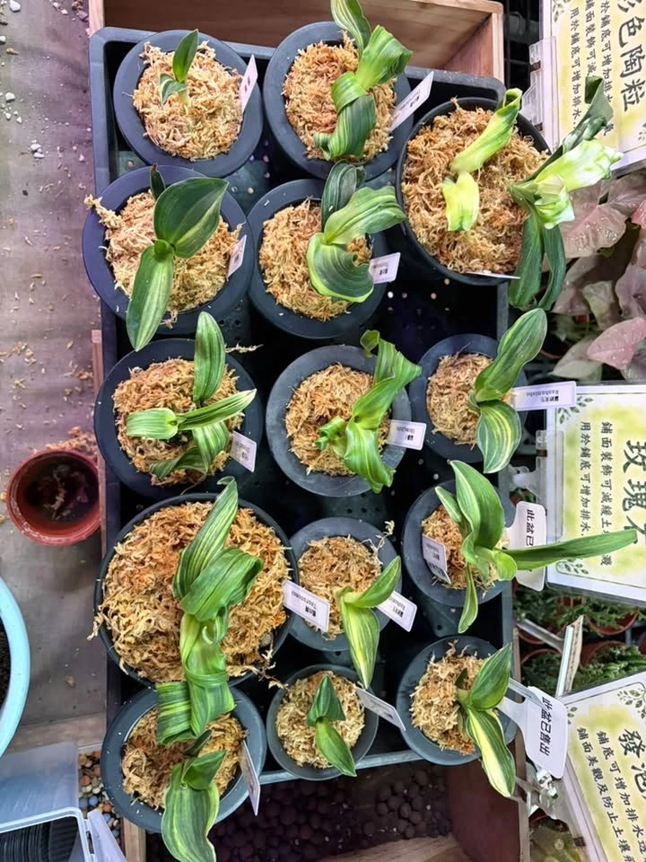 日本萬年青，新朋友到店。 歡迎來店慢慢挑選。