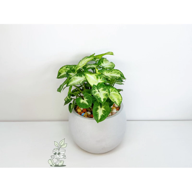 綠精靈合果芋-觀葉植物 送禮 水泥盆栽 凱瑞植栽