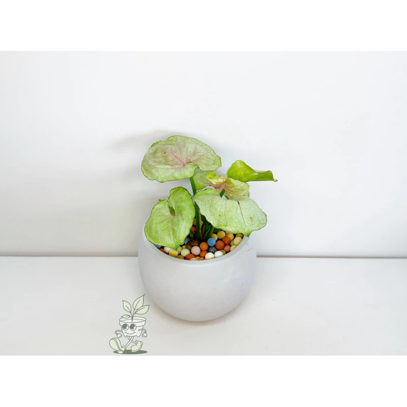 水蜜桃合果芋-觀葉植物 送禮 水泥盆栽 凱瑞植栽