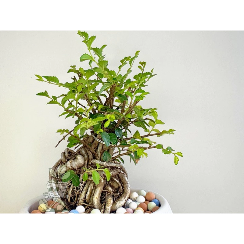 榆樹-觀葉植物 送禮 盆栽 凱瑞植栽