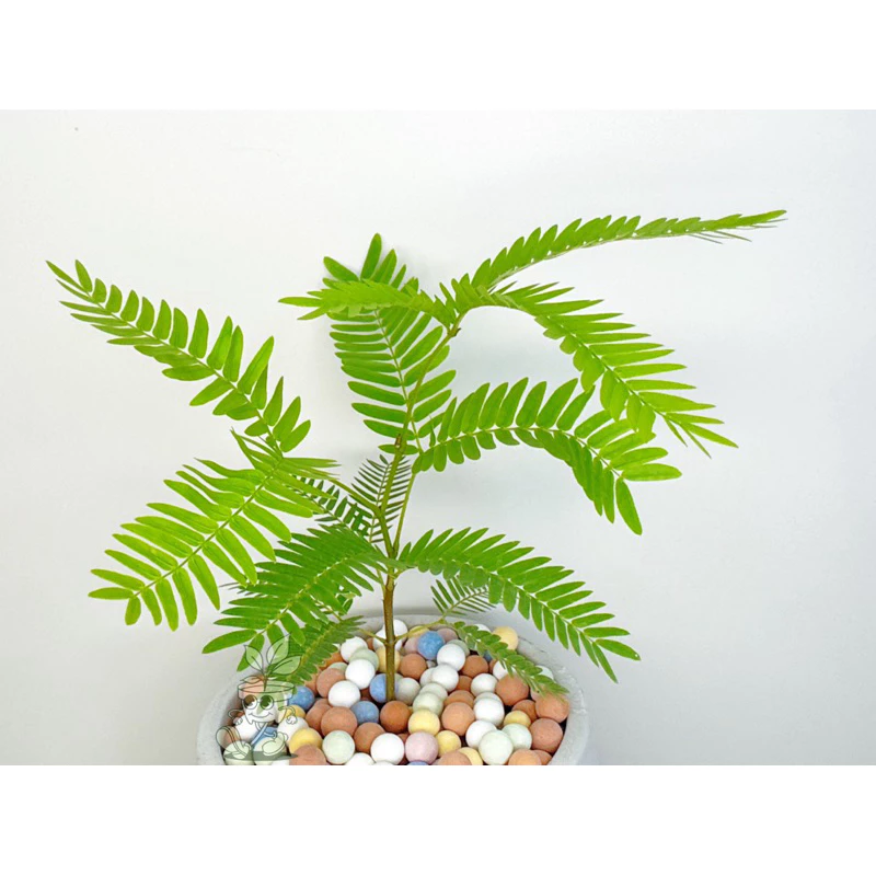 小豆樹-觀葉植物 送禮 水泥盆栽 凱瑞植栽