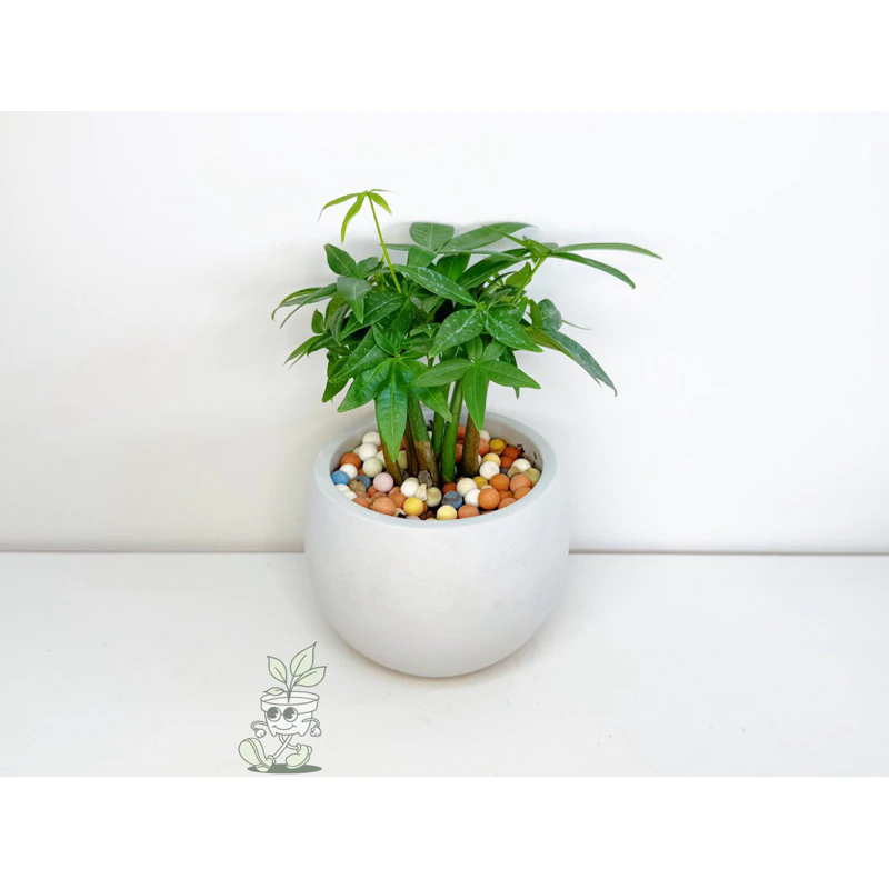 發財樹-觀葉植物 送禮 水泥盆栽 凱瑞植栽