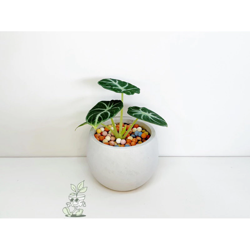 忍者觀音蓮-觀葉植物 送禮 水泥盆栽 凱瑞植栽