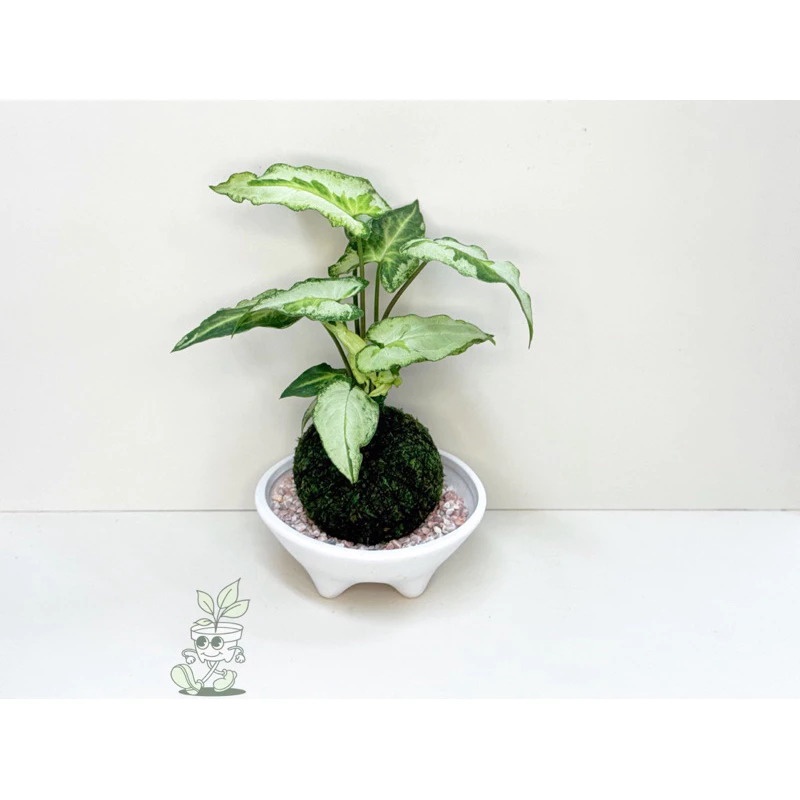 三王合果芋-手作 苔球 療癒 文青 送禮 觀葉植物 室內植物 凱瑞植栽