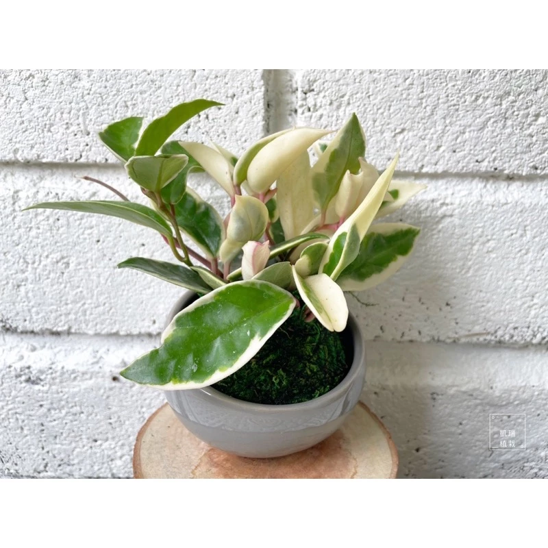 斑葉毬蘭(目前植株較小)-手作 苔球 療癒 文青 送禮 觀葉植物 室內植物 凱瑞植栽