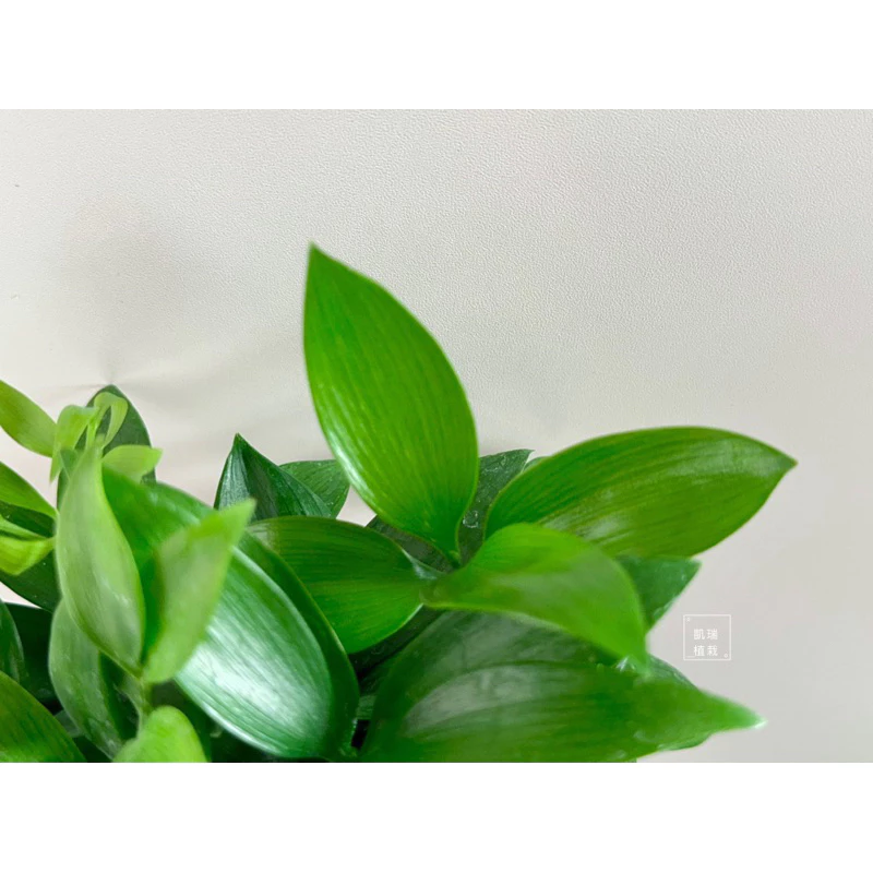 竹柏苔球-手作 苔球 療癒 文青 送禮 觀葉植物 室內植物 凱瑞植栽