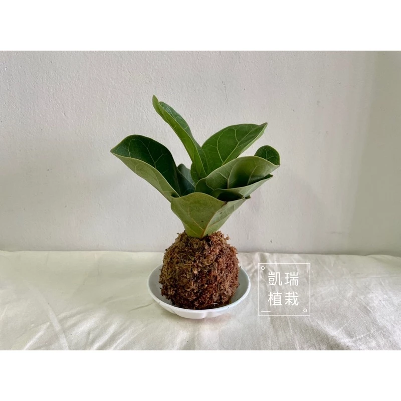 琴葉榕苔球-手作 苔球 療癒 文青 送禮 觀葉植物 室內植物 凱瑞植栽