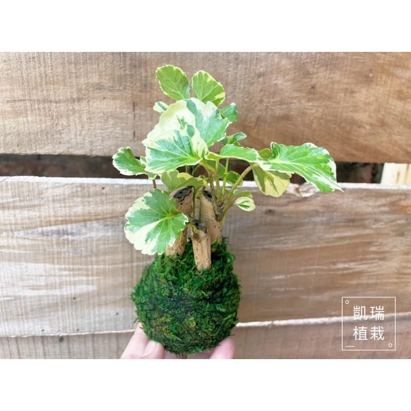 斑葉圓葉福祿桐-手作 苔球 療癒 文青 送禮 觀葉植物 室內植物 凱瑞植栽