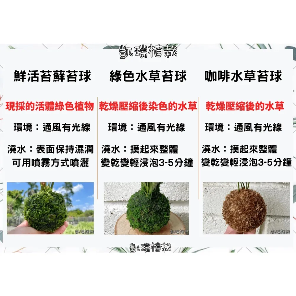 銀杏木/金枝玉葉（需強光〉-招財 進財 發財-手作 苔球 療癒 文青 送禮 觀葉植物 室內植物 凱瑞植栽