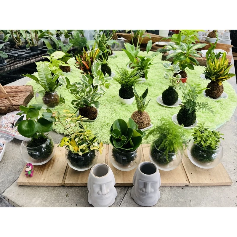 凱瑞植栽-綠色水草苔球 隨機款式出貨-特價 幫你挑 驚喜包 配到好 手作 苔球 療癒 凱瑞植栽