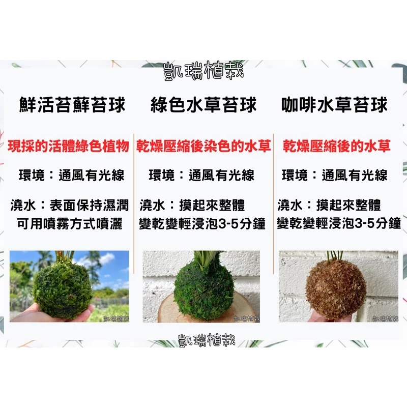 窗孔龜背芋（洞洞蔓）-手作 苔球 療癒 文青 送禮 觀葉植物 室內植物 凱瑞植栽