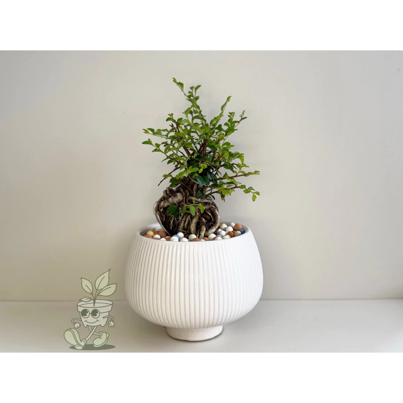 榆樹-觀葉植物 送禮 盆栽 凱瑞植栽